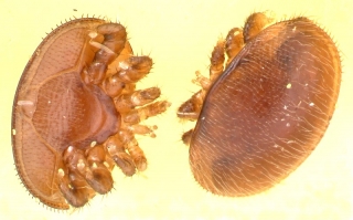 Varroamilbe (Varroa destructor)
